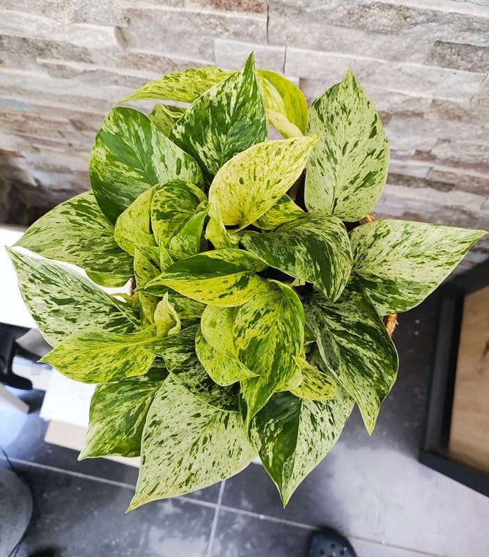 pothos marble queen klimplant, Maison & Meubles, Plantes d'intérieur, Plante potagère, En pot, Moins de 100 cm, Enlèvement