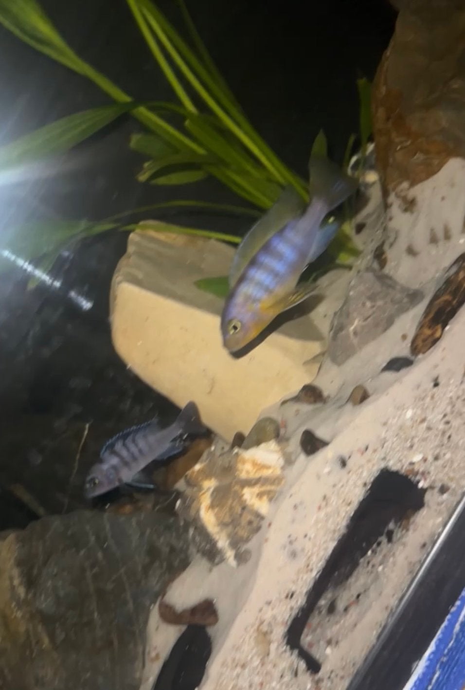 cynotilapia afra Malawi Cichliden, Animaux & Accessoires, Poissons | Poissons d'aquarium, Poisson, Poisson d'eau douce