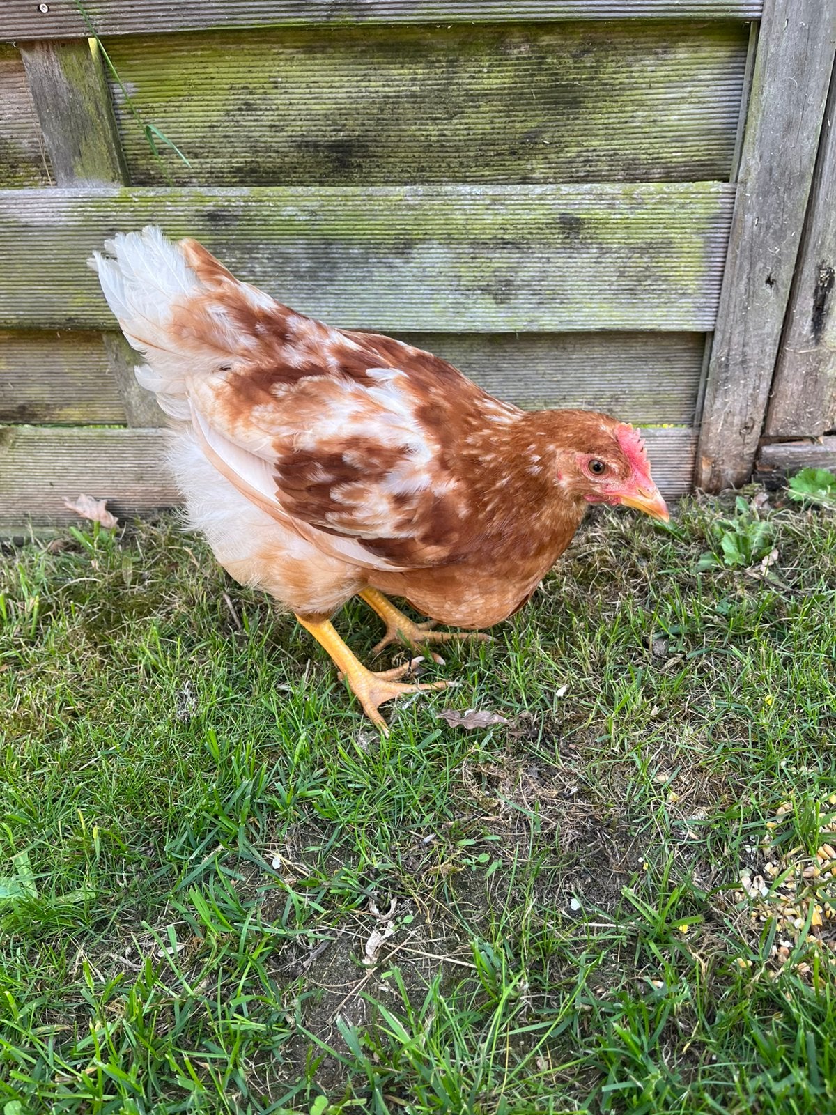 Isa brown hen, Dieren en Toebehoren