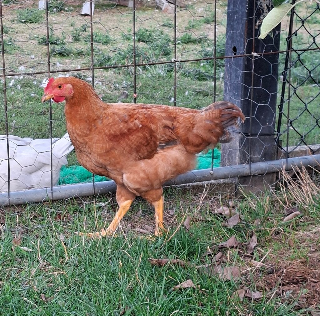 Haan, Mâle, Poule ou poulet