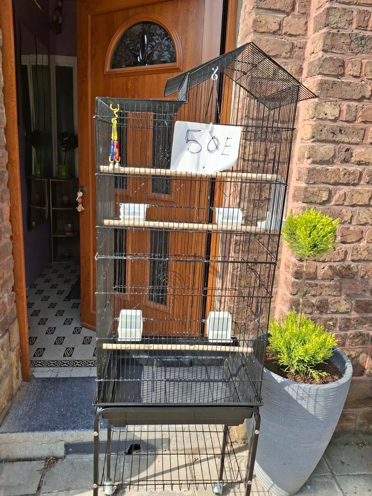 Cage a canari ou perruches, Enlèvement