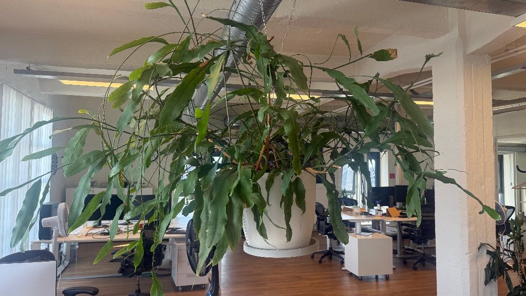 Grote bladcactus hangplant met witte sierpot, Ophalen, Cactus, In pot