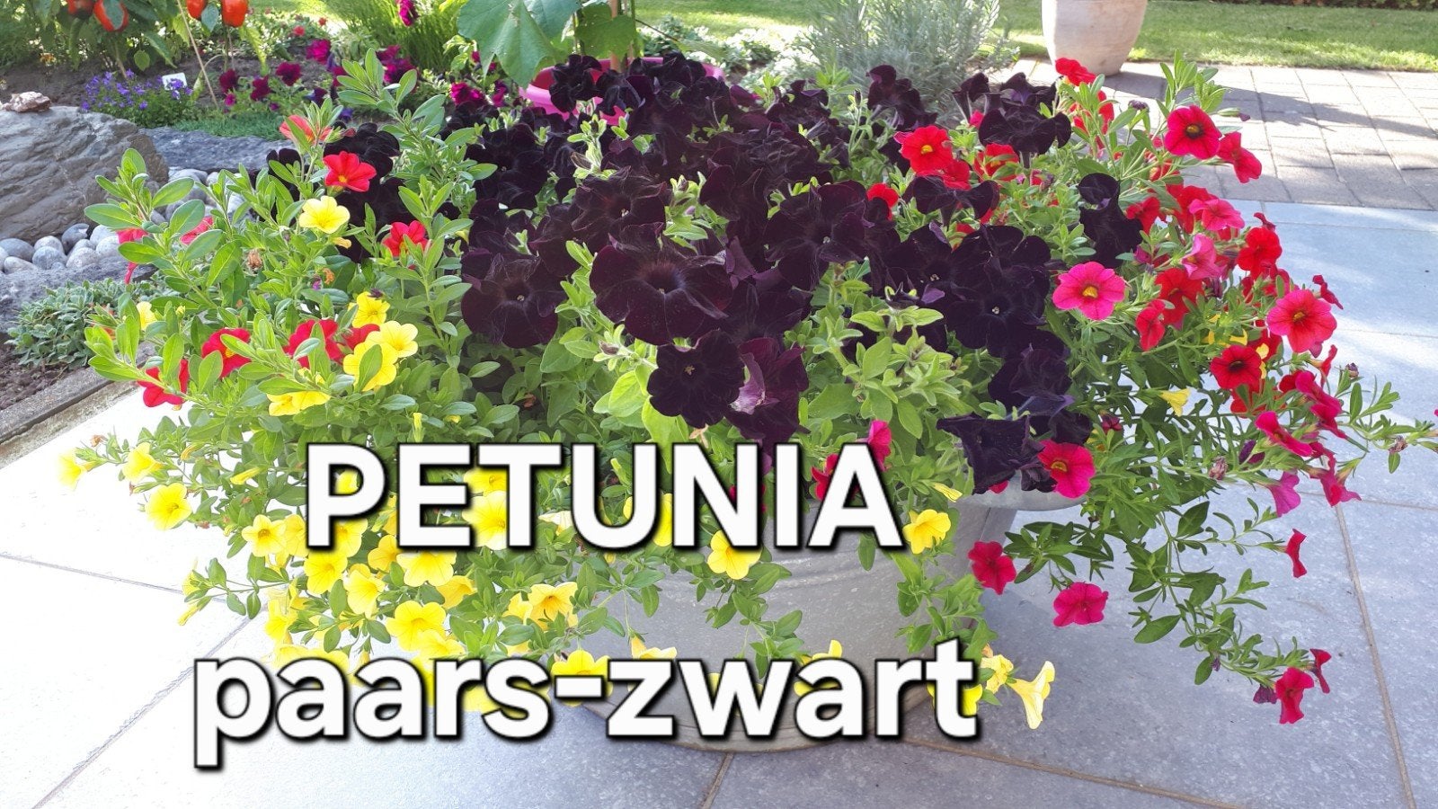 Petunia plant paars/zwarte bloemen, Ophalen