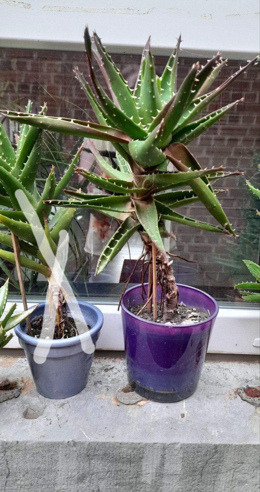 Cactus à  rempoter max avec son pot 45 cm, En pot, Enlèvement ou Envoi, Moins de 100 cm, Cactus