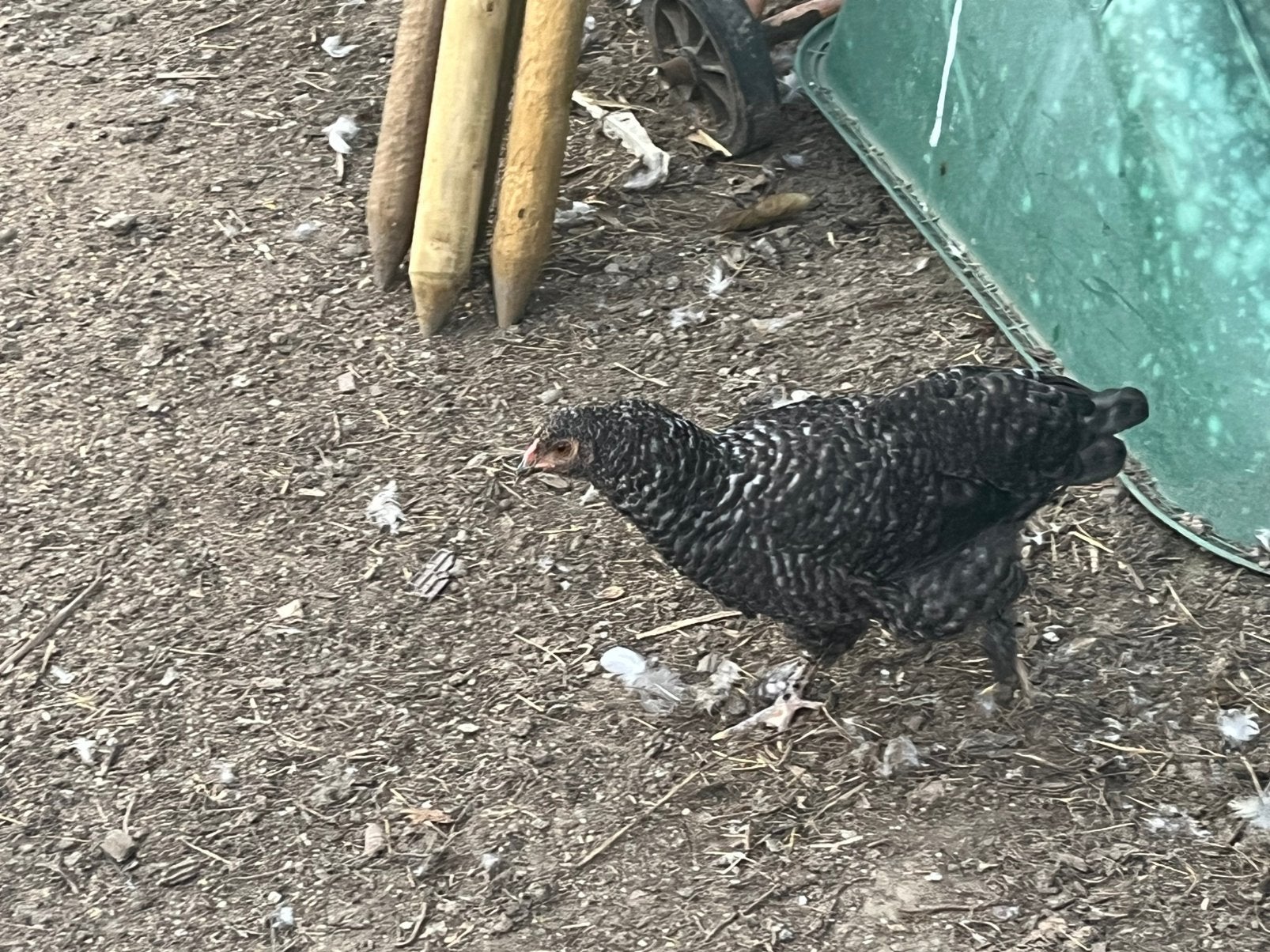 Haantje, Dieren en Toebehoren, Mannelijk, Kip
