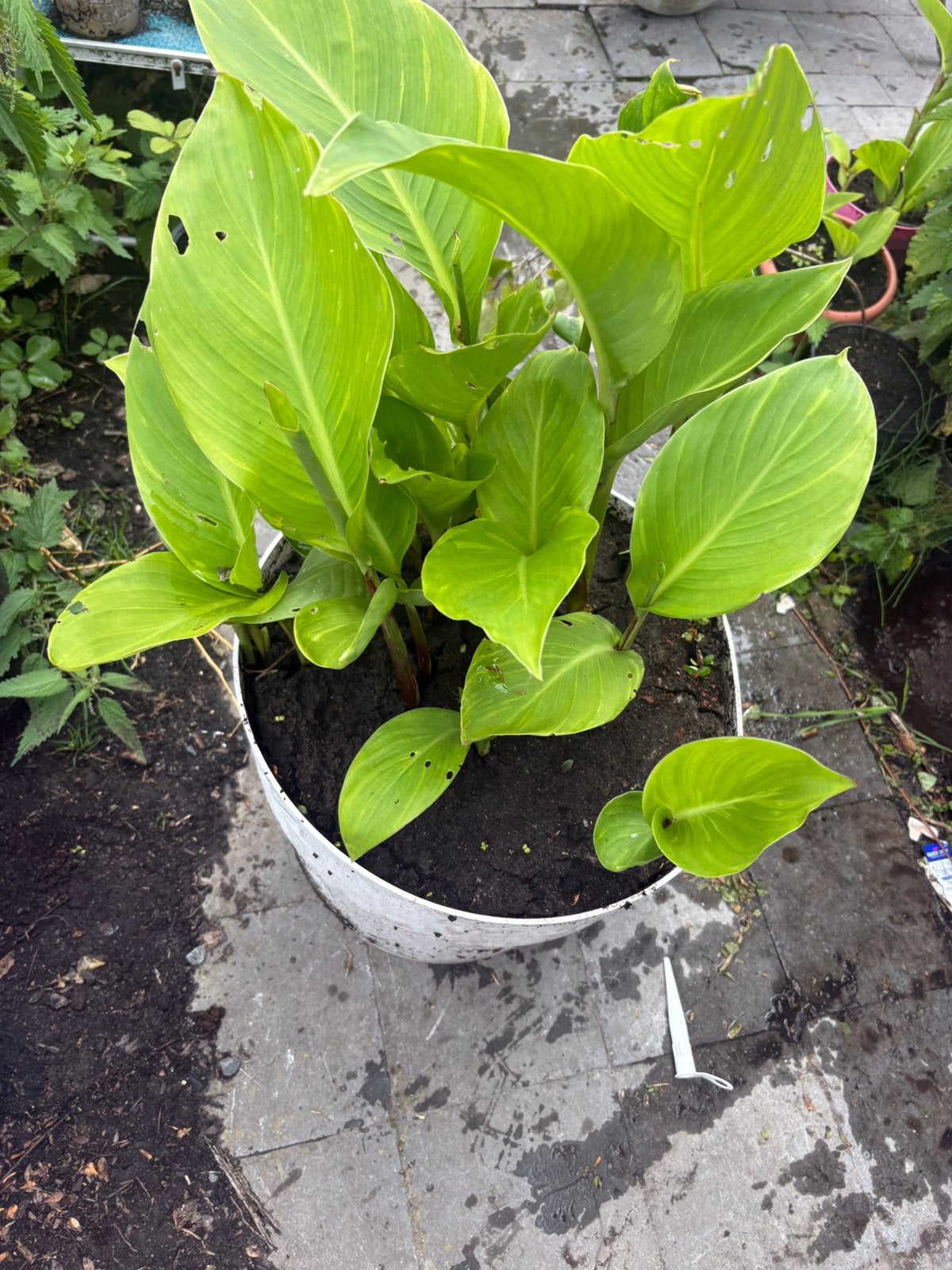 Rode canna’s, Tuin en Terras, Ophalen, Zomer
