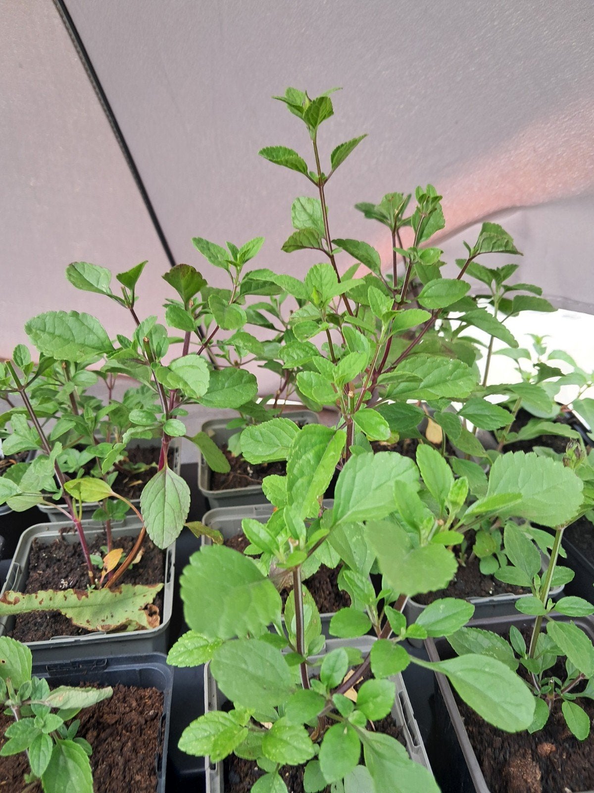 Salvia 'Jezebel' en 'Hot Lips', Ophalen