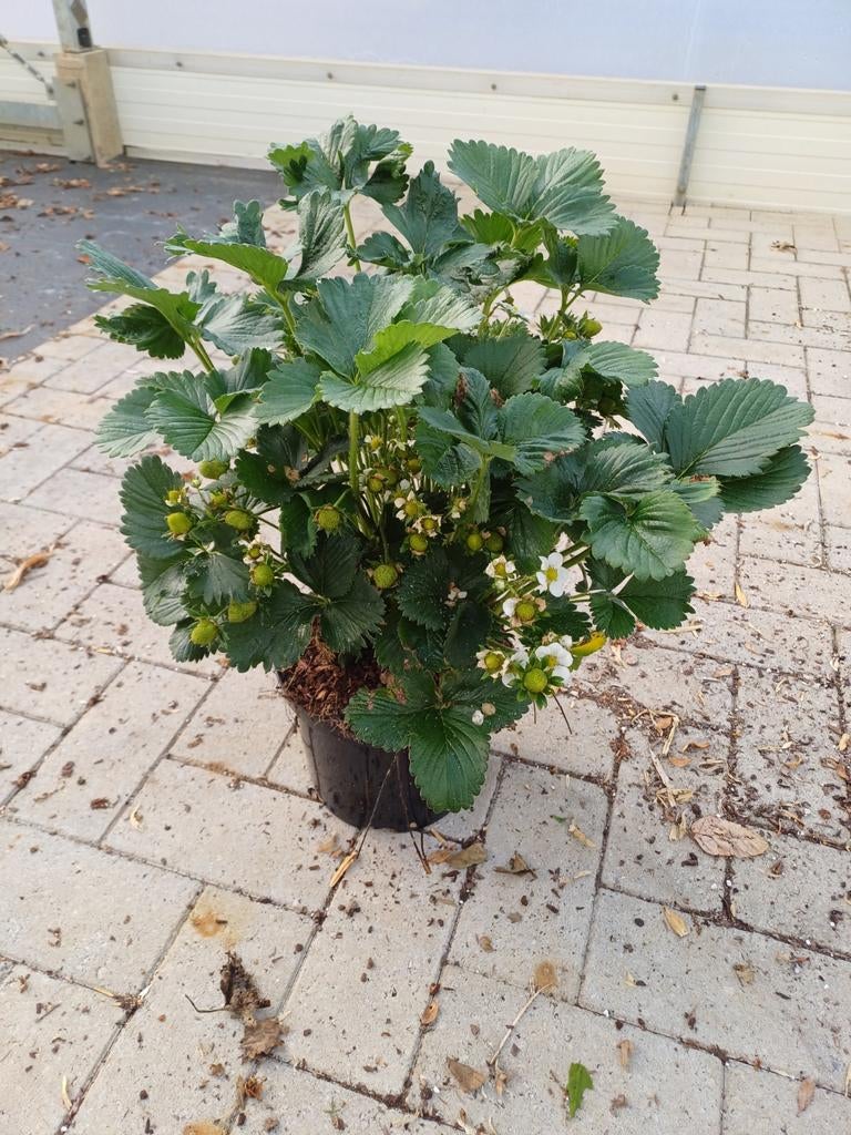 Grote dikke aardbeiplanten, Ophalen
