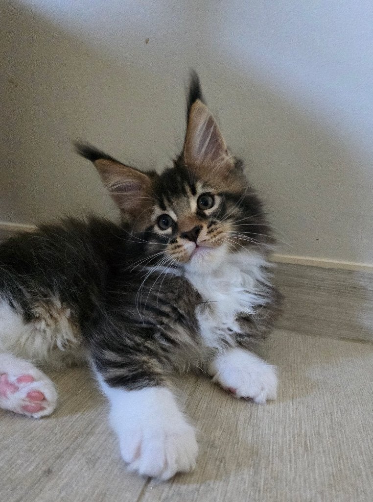 Maine Coon kater, Kater, Gechipt, 0 tot 2 jaar