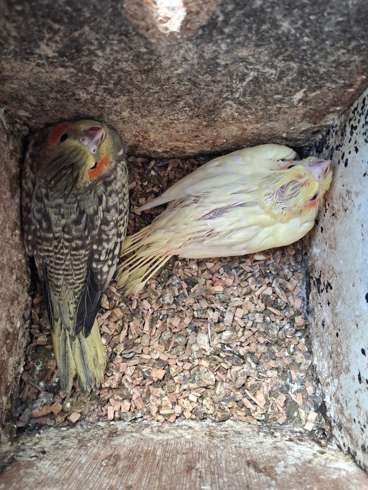 Valkparkieten om tam te maken, Animaux & Accessoires, Oiseaux | Oiseaux Autre, Domestique