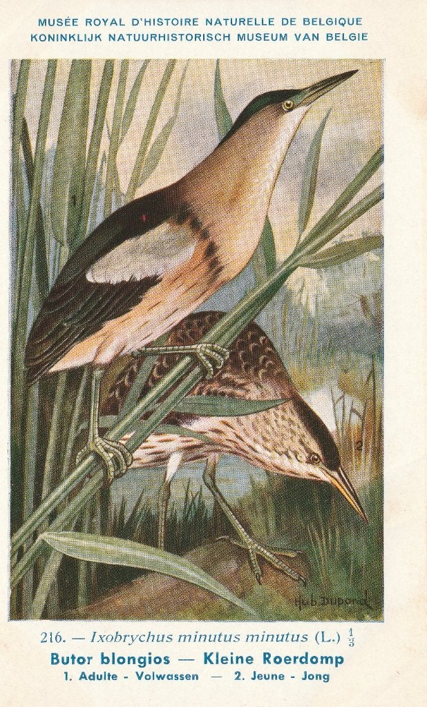 KLEINE  ROERDOMP, Verzamelen, Postkaarten | Dieren, Verzenden, Ongelopen, Vogel