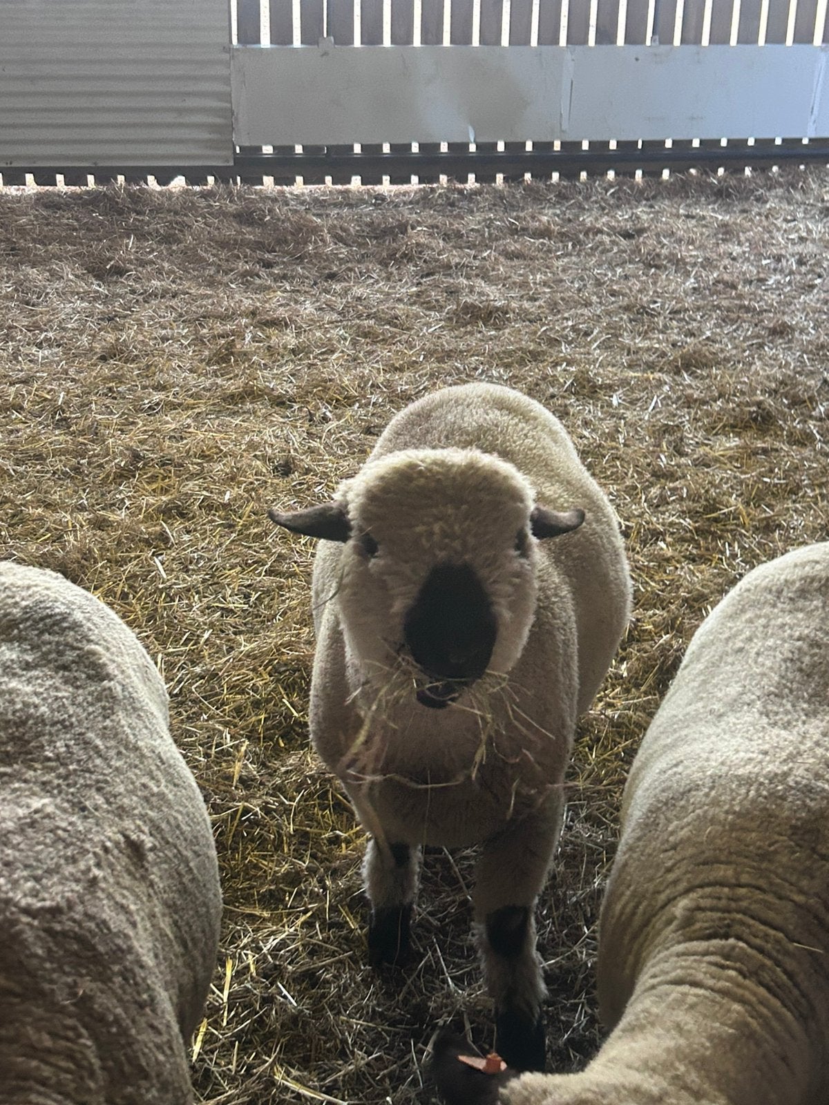 HAMPSHIRE DOWN RAMLAM, Dieren en Toebehoren, Schapen, Geiten en Varkens, Mannelijk, Schaap, 0 tot 2 jaar
