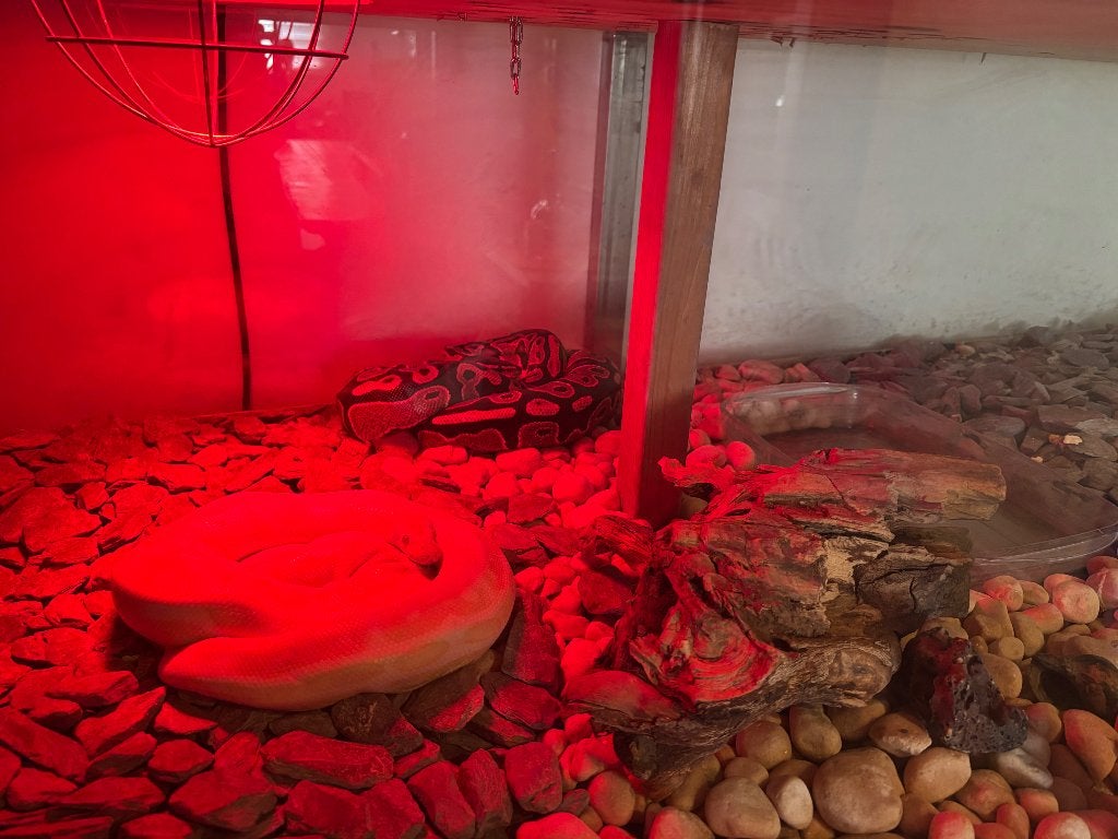 Terrarium, Animaux & Accessoires, Enlèvement, Comme neuf, Terrarium ou Paludarium