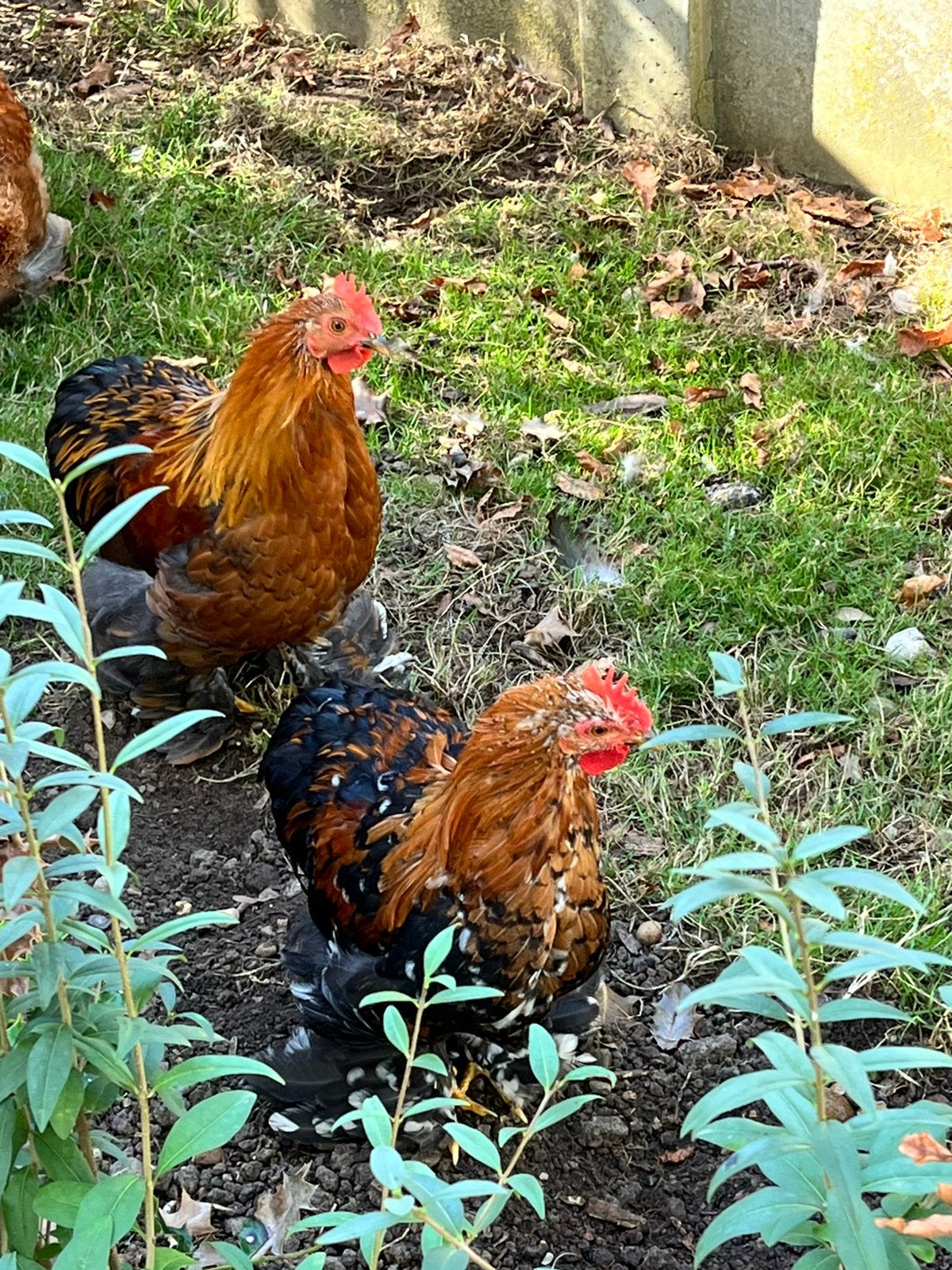 Cochin kriel haantjes., Dieren en Toebehoren