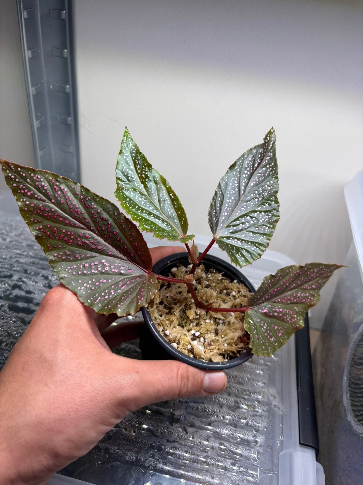 Begonia benigo pink, Ophalen of Verzenden, Nieuw, Tak, Plant, Rots of Steen