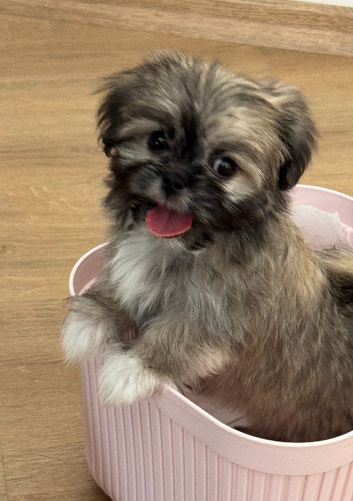 Maltezer puppy’s binnenkort opzoeknaar een liefdevolle thuis, België, Maltezer, Particulier, 8 tot 15 weken