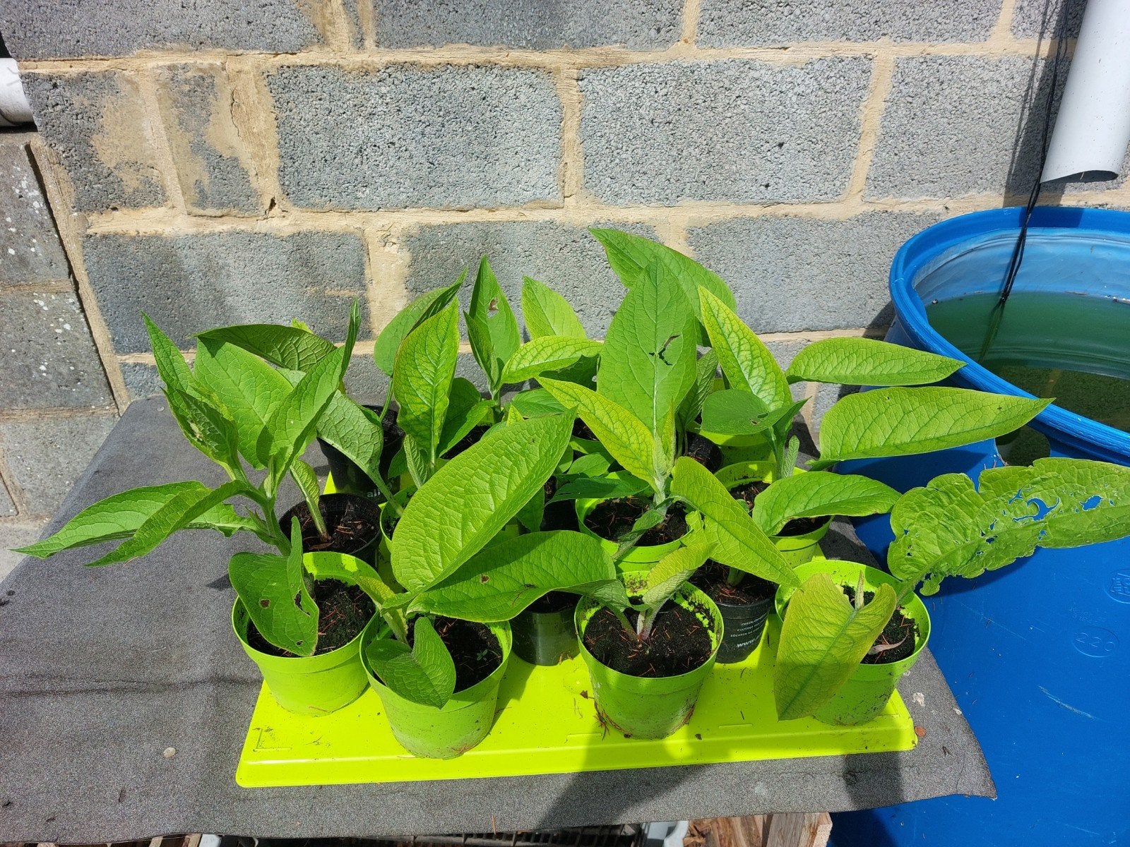 Jeunes Consoudes en pot à vendre, Jardin & Terrasse, Plantes | Jardin, Enlèvement
