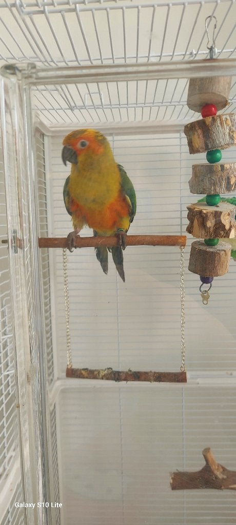 Zonparkiet, Animaux & Accessoires, Oiseaux | Perruches & Perroquets, Mâle, Perruche, Parleur