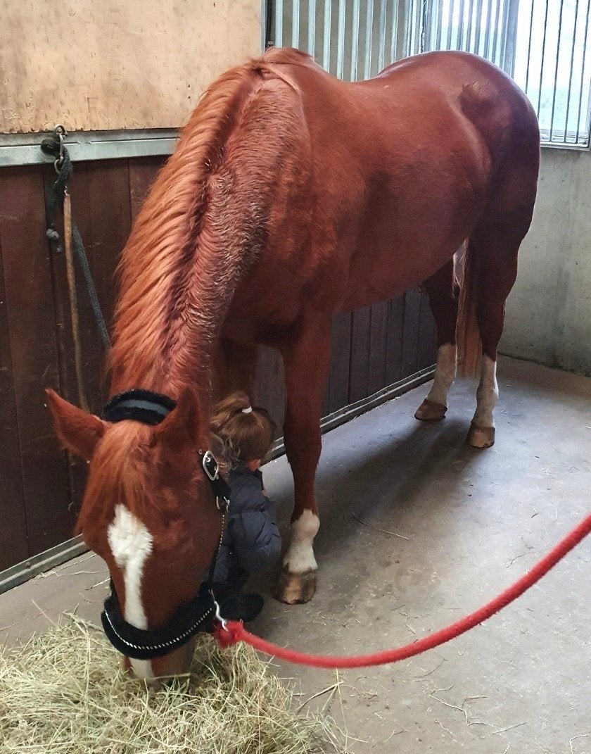 Bomproef kind vriendelijke quarter horse merrie, Dieren en Toebehoren, Pony's, Met stamboom, 11 jaar of ouder, Westernpony, Merrie