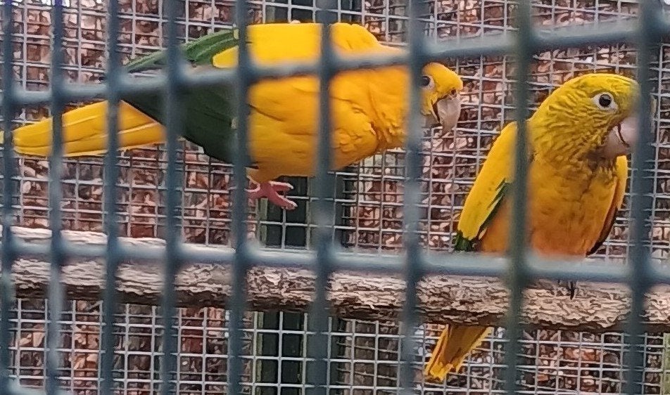 Guarouba - Goudparkiet, Animaux & Accessoires, Femelle, Perroquet