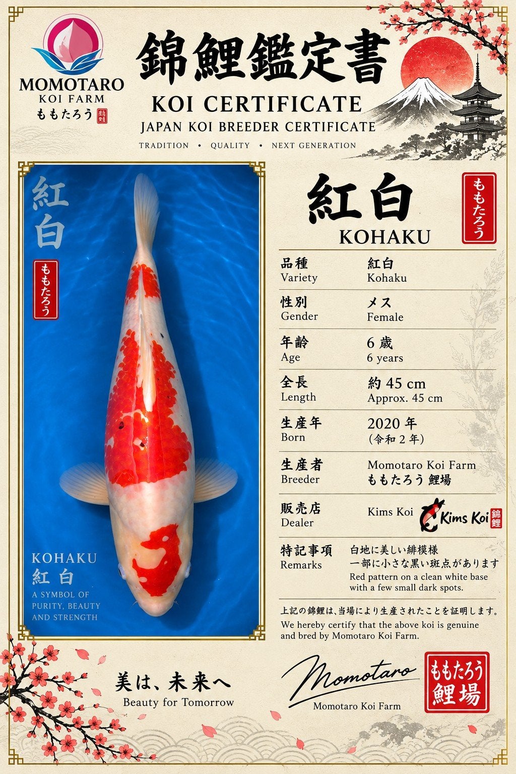 kohaku met sumi(zwart pigment), Dieren en Toebehoren, Karper of Koi