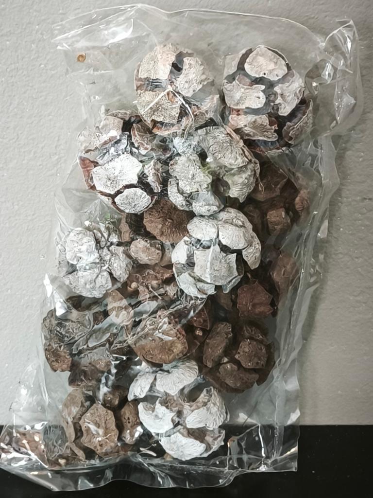 Cônes de cyprès, Divers, Noël, Neuf, Enlèvement ou Envoi