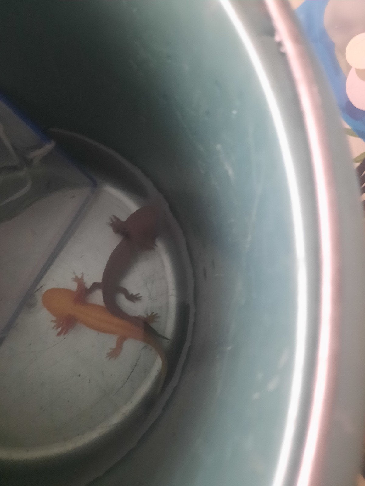 2 axolotl 15 euro voor de 2 axolotl