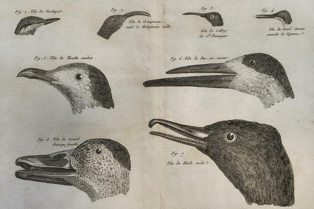Méthode pour la connoissance des Oiseaux par le Bec ..(pl7), Enlèvement ou Envoi