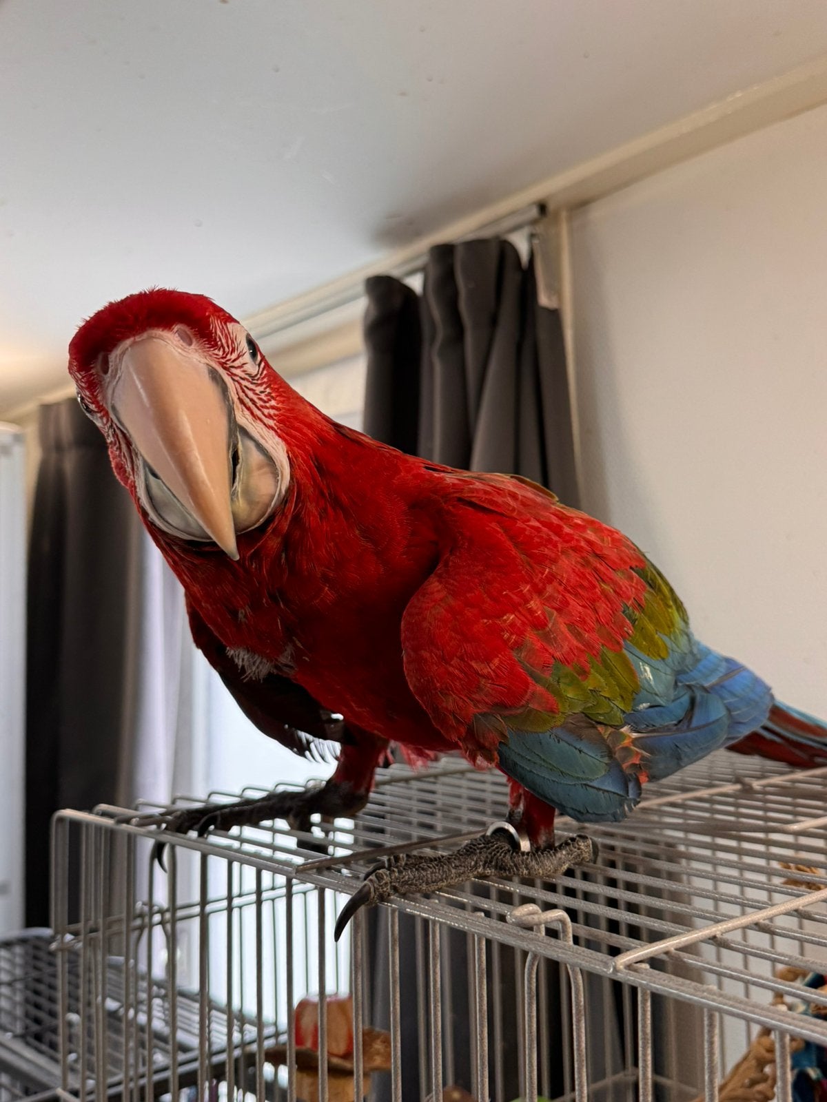 Jeune ara à ailes vertes, Animaux & Accessoires, Femelle, Perroquet, Parleur