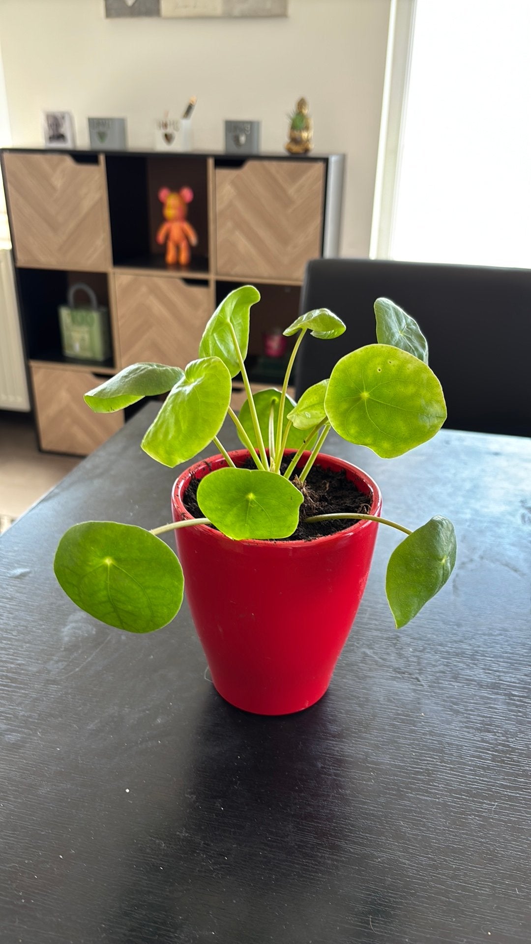 Pannenkoekenplant, Maison & Meubles, Plantes d'intérieur, Enlèvement, Autres espèces