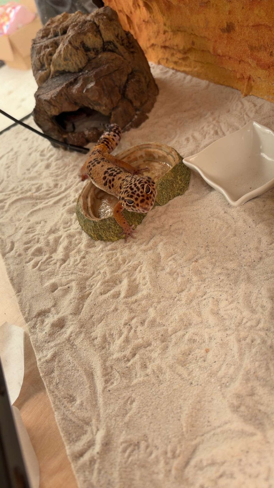 Luipaardgekko, Tam, 3 tot 6 jaar