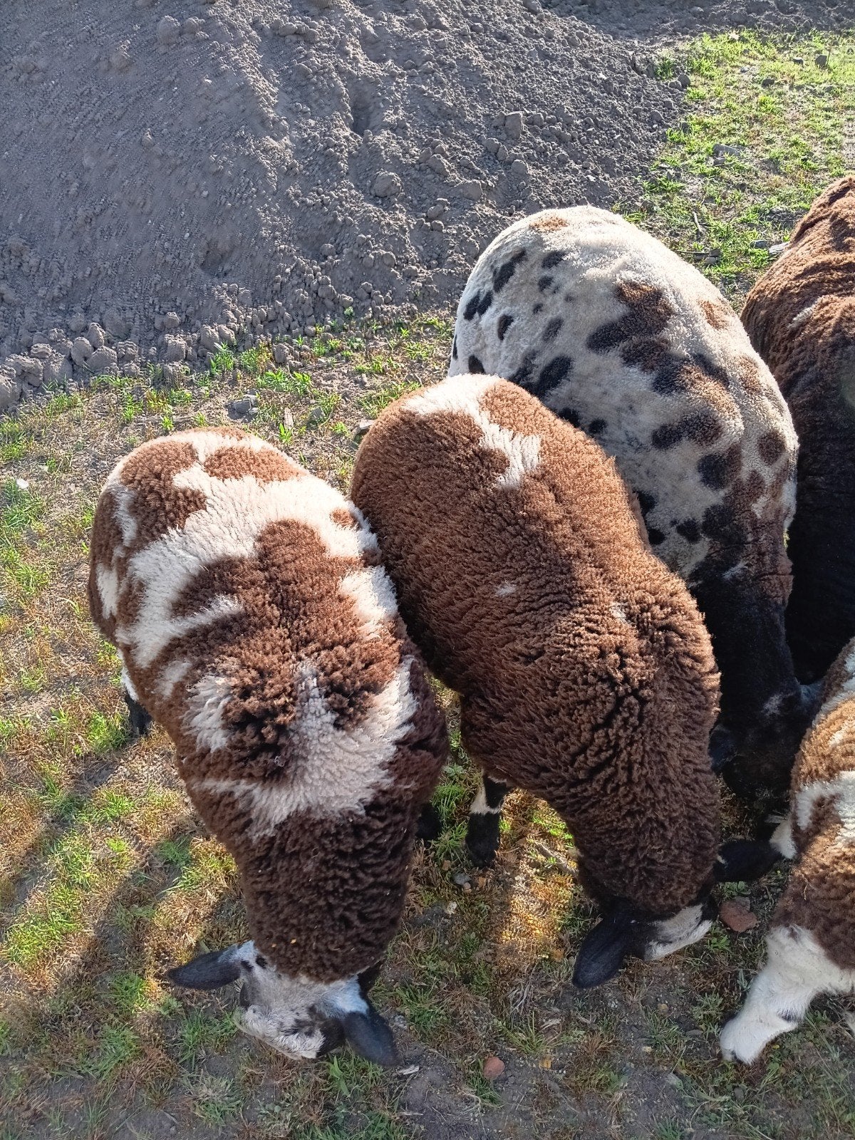 Ram lammetjes, Dieren en Toebehoren, Schaap