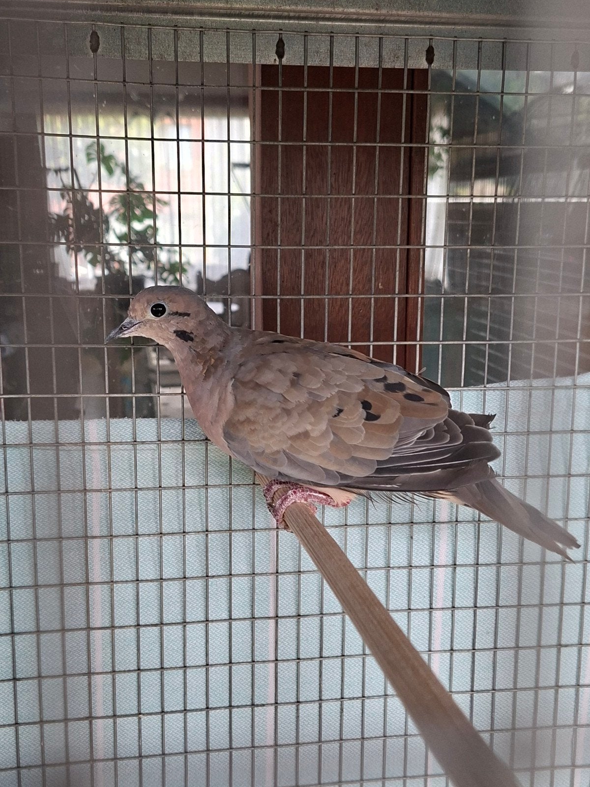 Oorvlek duif man, Dieren en Toebehoren, Mannelijk, Overige soorten