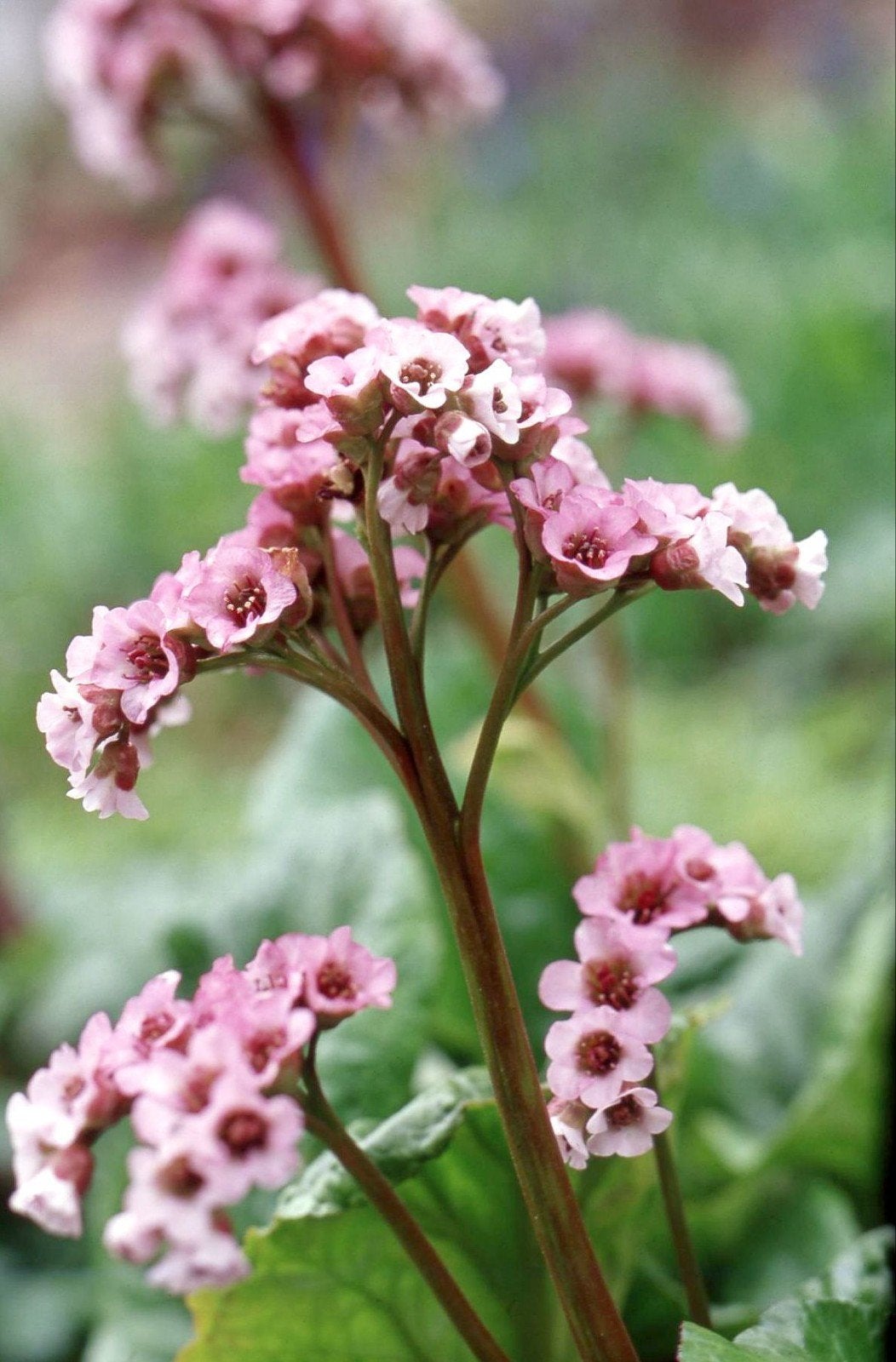 Bergenia cordifolia Apple Blossom, Enlèvement