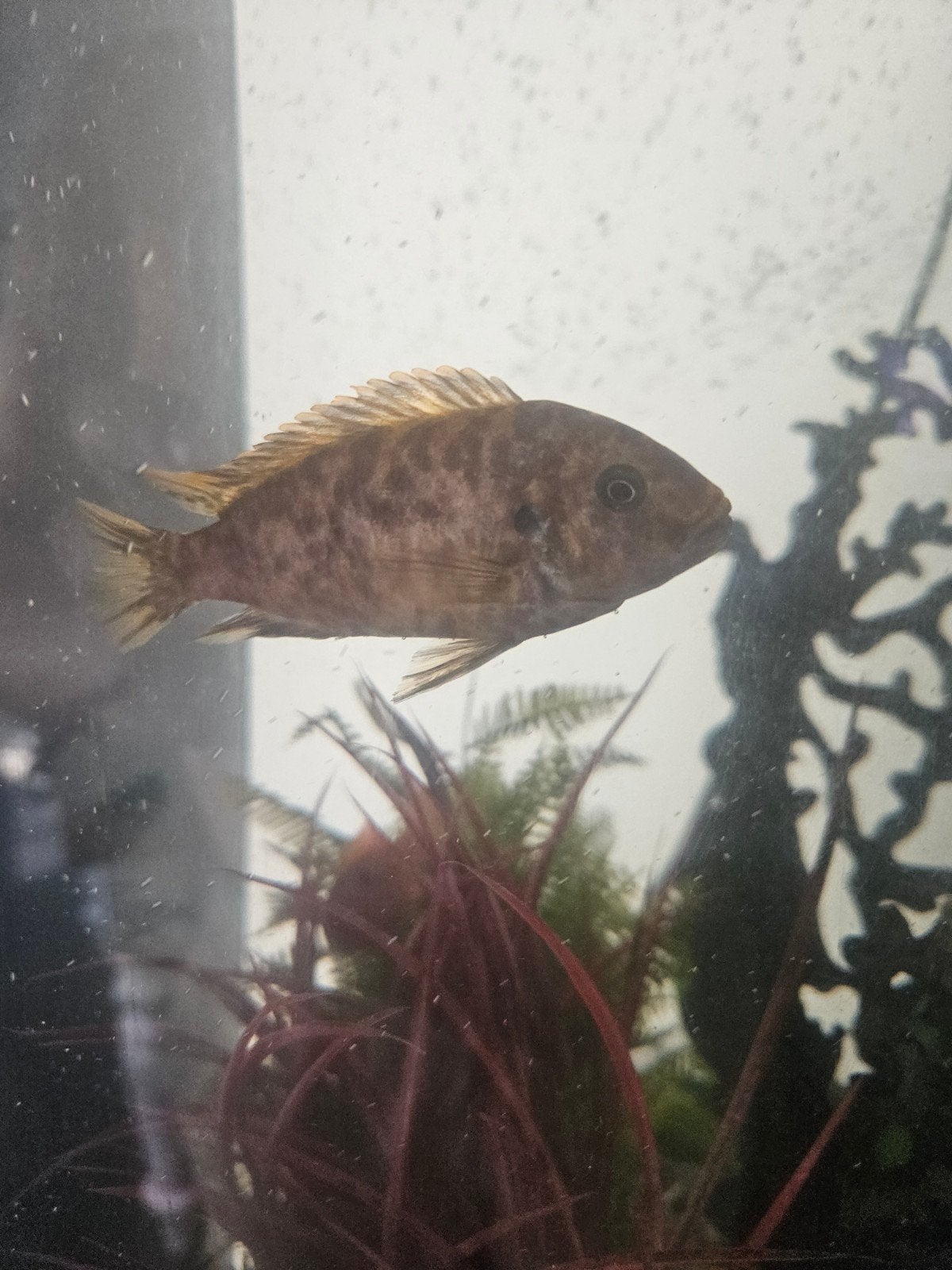 hybrid cichliden, Dieren en Toebehoren, Vissen | Aquariumvissen