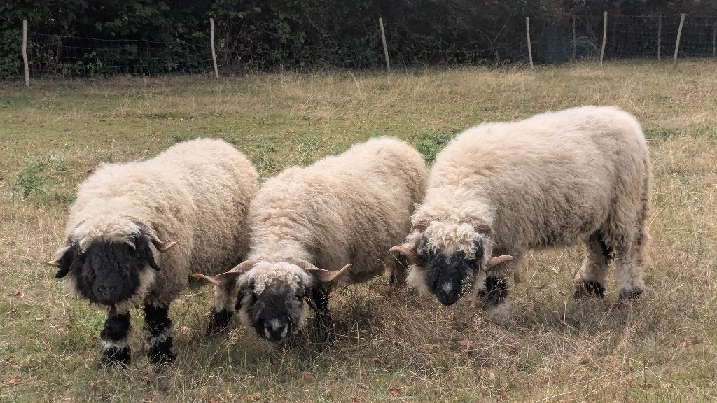 3 x Walliser Schwarznase, Walliser zwartneusschaap, Dieren en Toebehoren, Meerdere dieren, Schaap, 3 tot 5 jaar