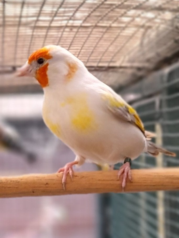 Opaal putter, Dieren en Toebehoren