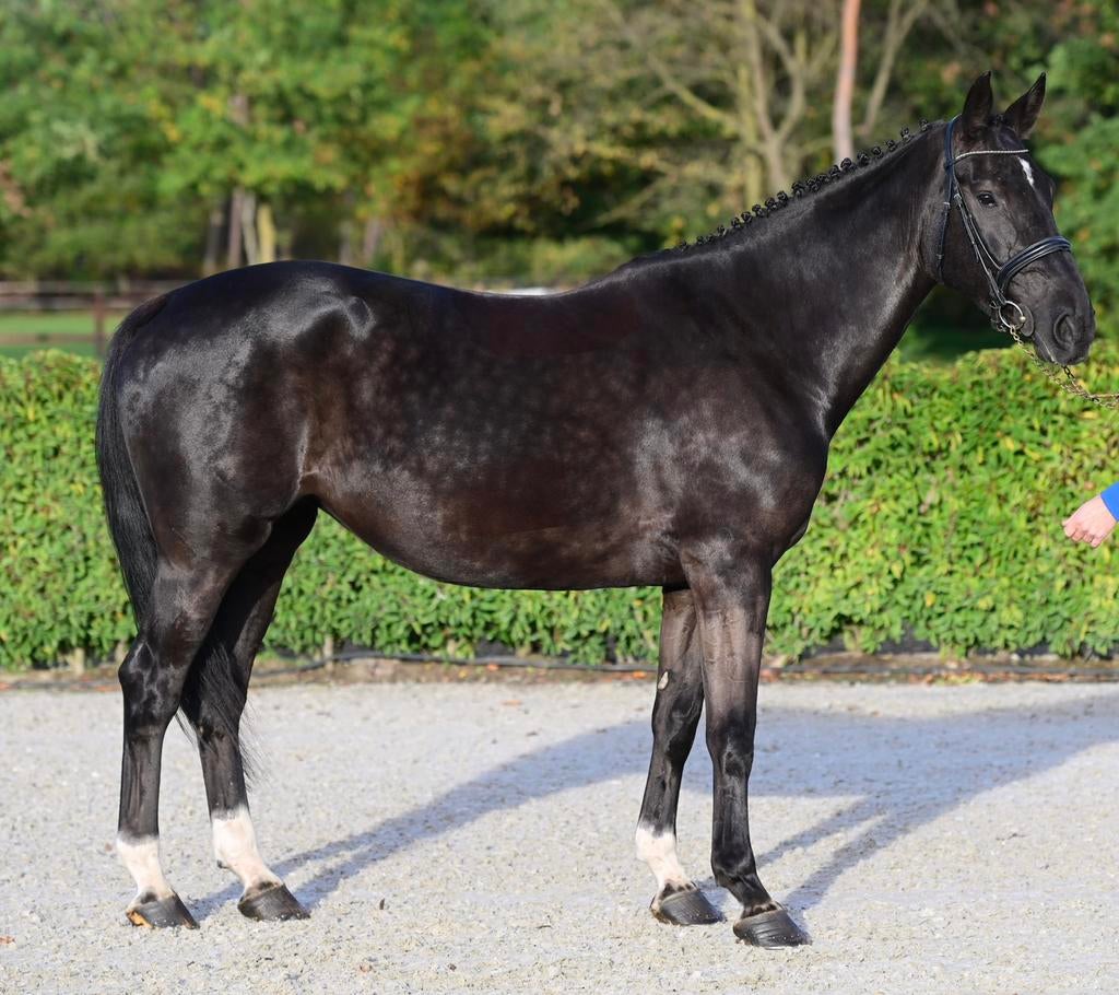 Mare, Dominator x Cicero, 9y, 2017, jump 140cm,, Dieren en Toebehoren, Paarden, Merrie, Met stamboom, Springpaard, Z