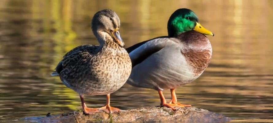 wilde eenden, Dieren en Toebehoren, Meerdere dieren, Eend