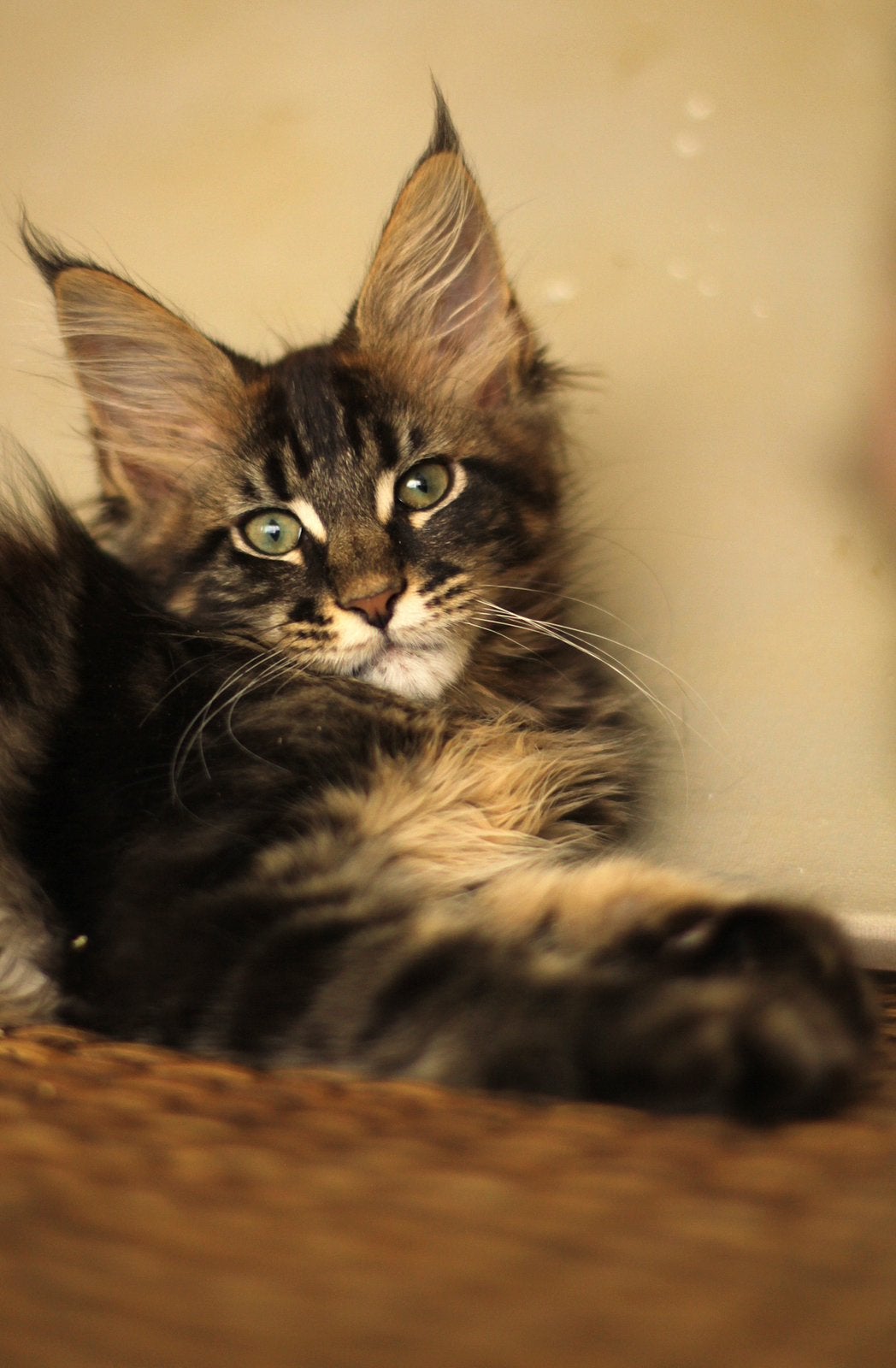 Maine Coon kittens: officiële stamboom, kampioensbloedlijnen, Plusieurs animaux, Avec pedigree, 0 à 2 ans