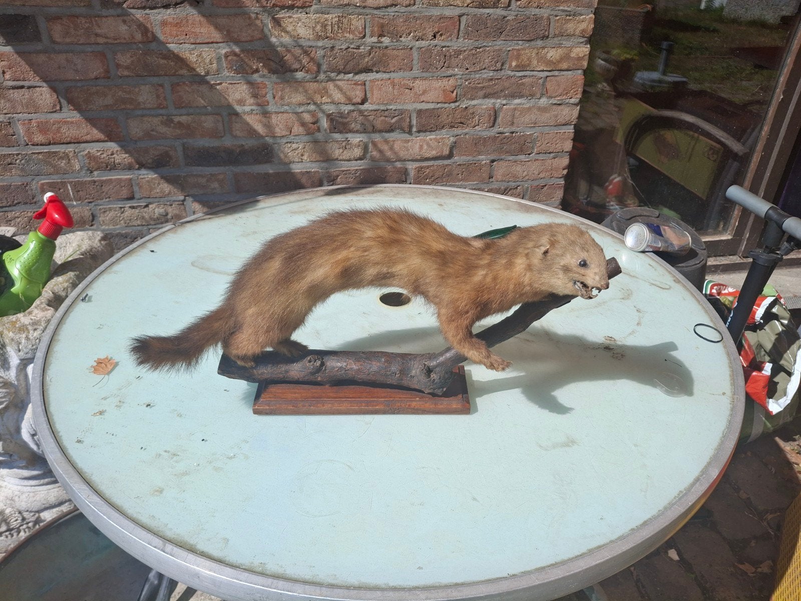 Opgezette fret, Antiek en Kunst, Curiosa en Brocante, Ophalen