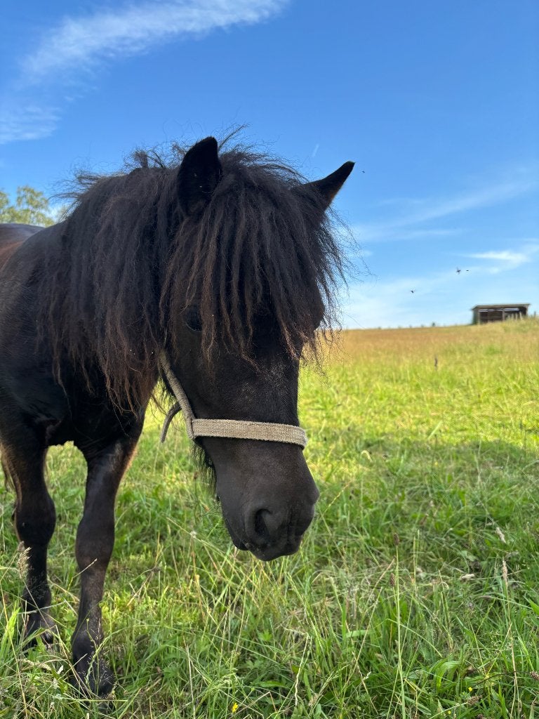 Droom Shetland Pony Meisje, Merrie, Met stamboom, 0 tot 2 jaar, A pony (tot 1.17m)