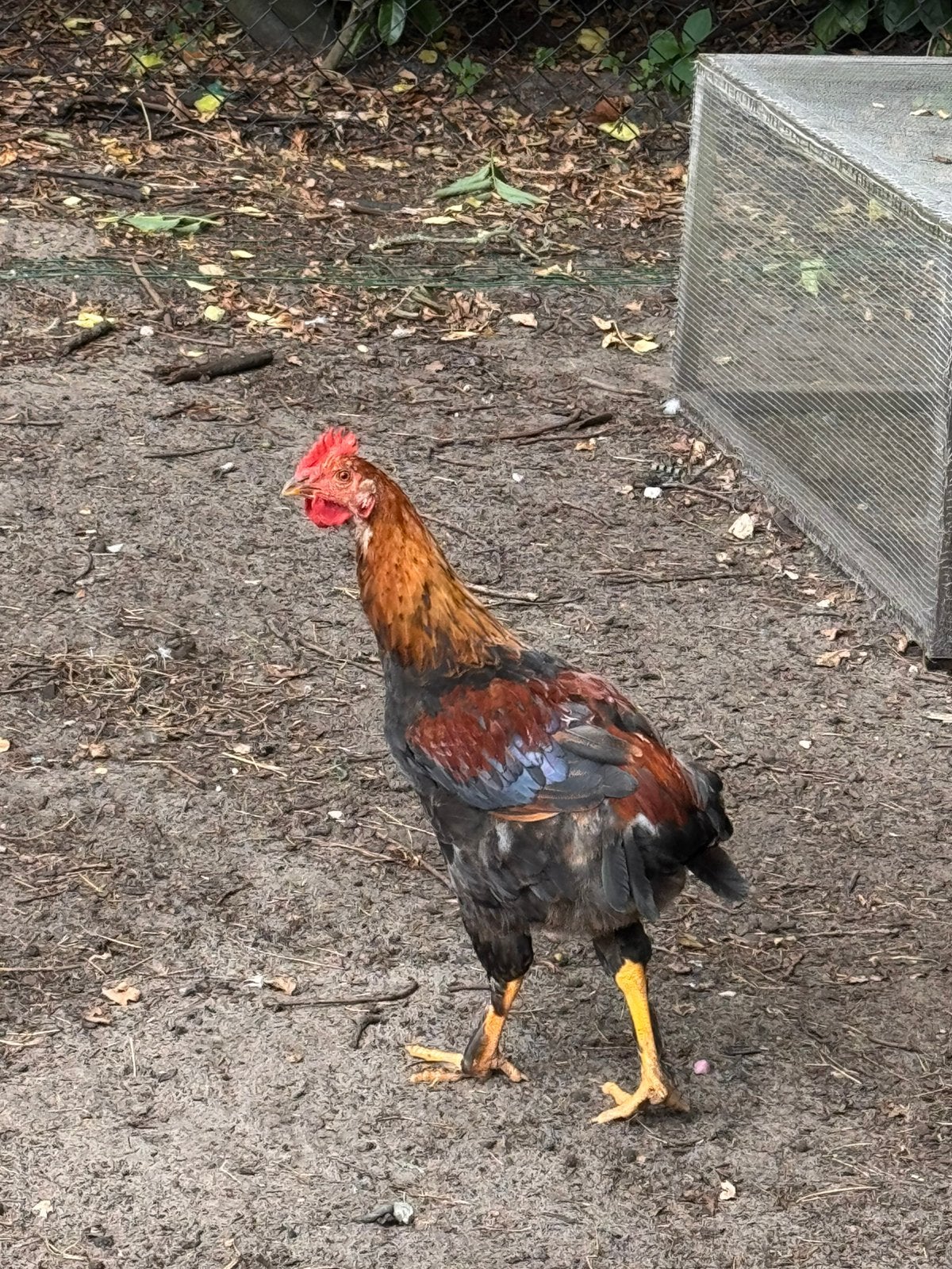2 jonge auracana hanen