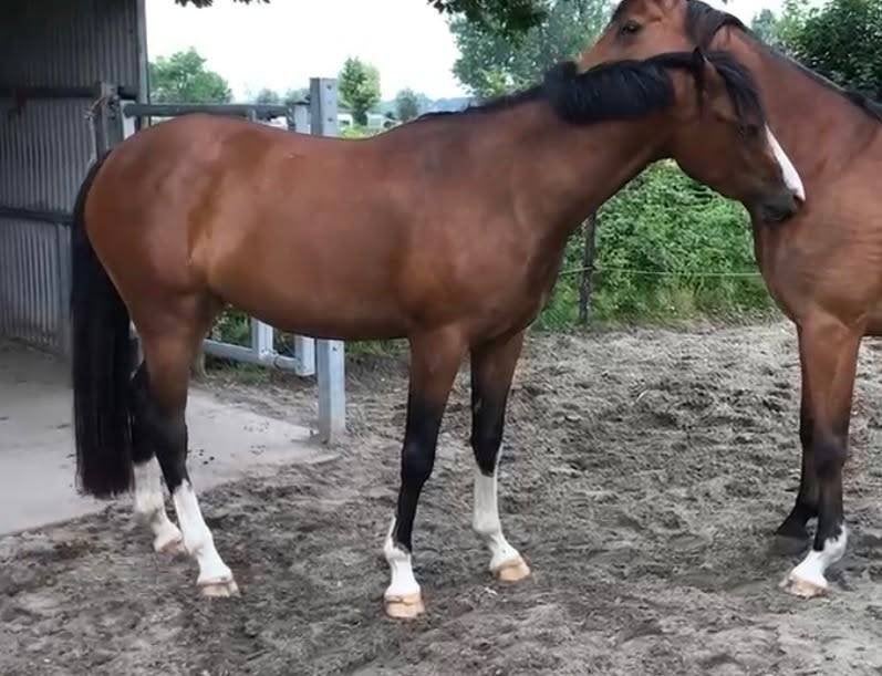 Prachtige lieve pony - Welsh, Débourré, Avec pedigree, Poney D (1.37 m à 1.48m), Jument