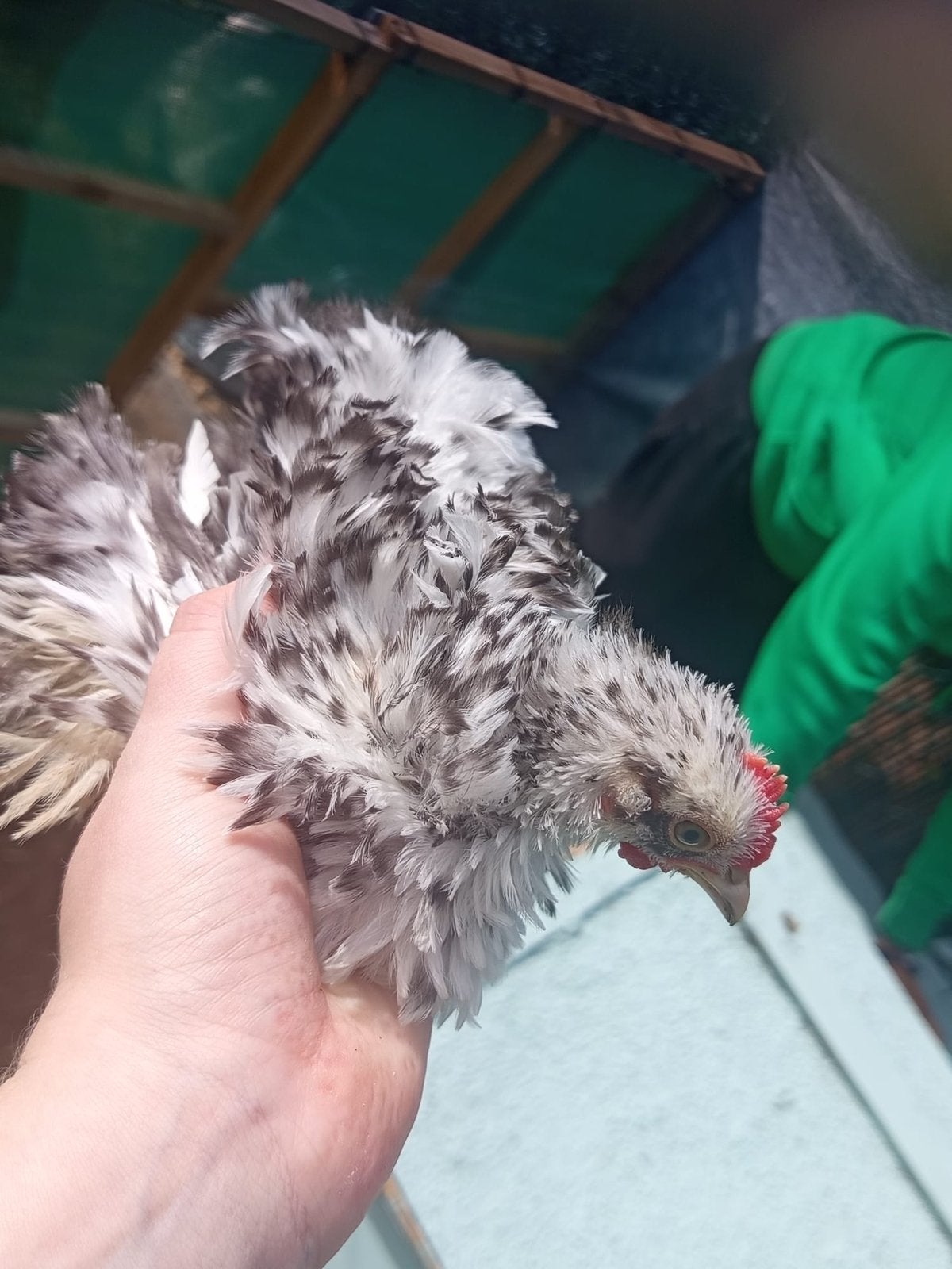 Cochin krulveer haantje, Dieren en Toebehoren