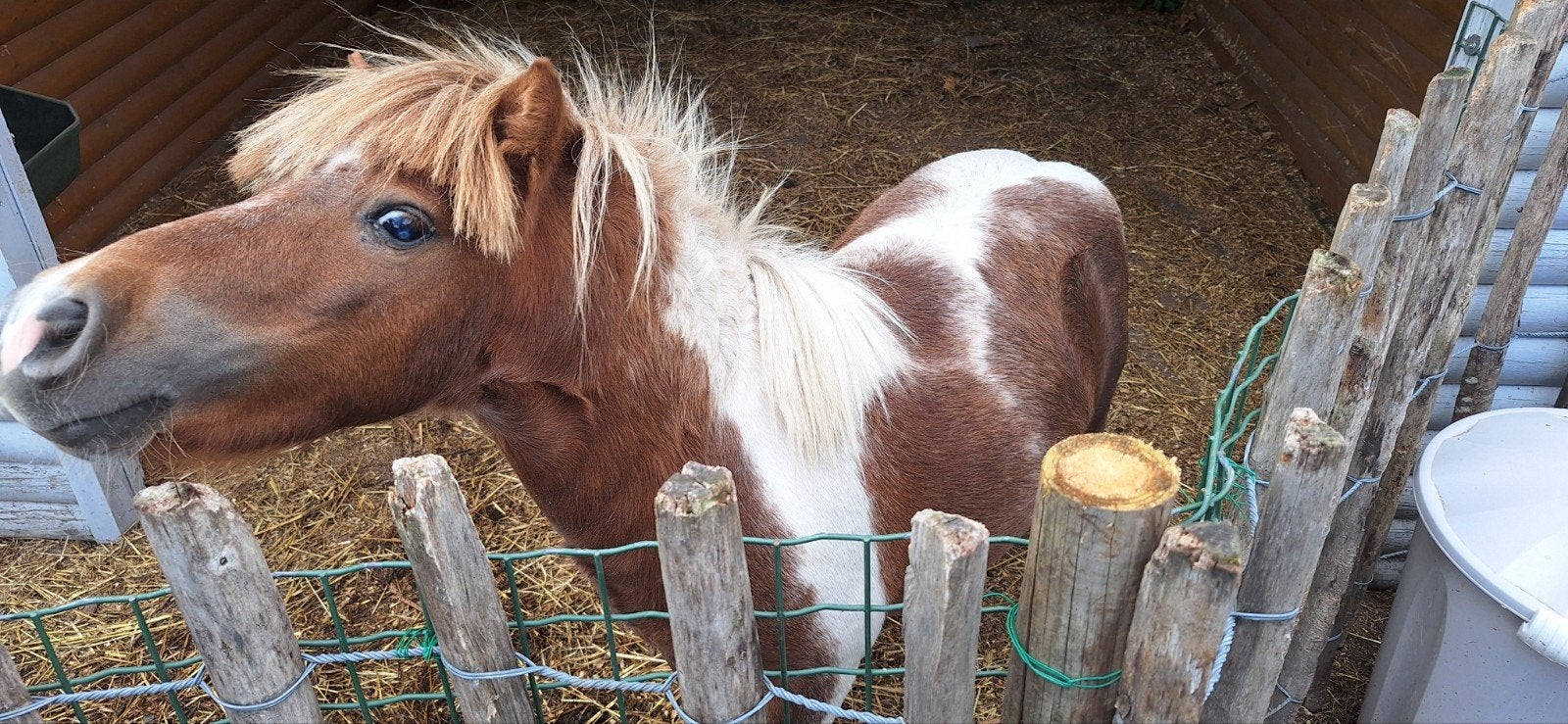 mini paardje, Dieren en Toebehoren, Paarden, Hengst, Minder dan 160 cm, 3 tot 6 jaar
