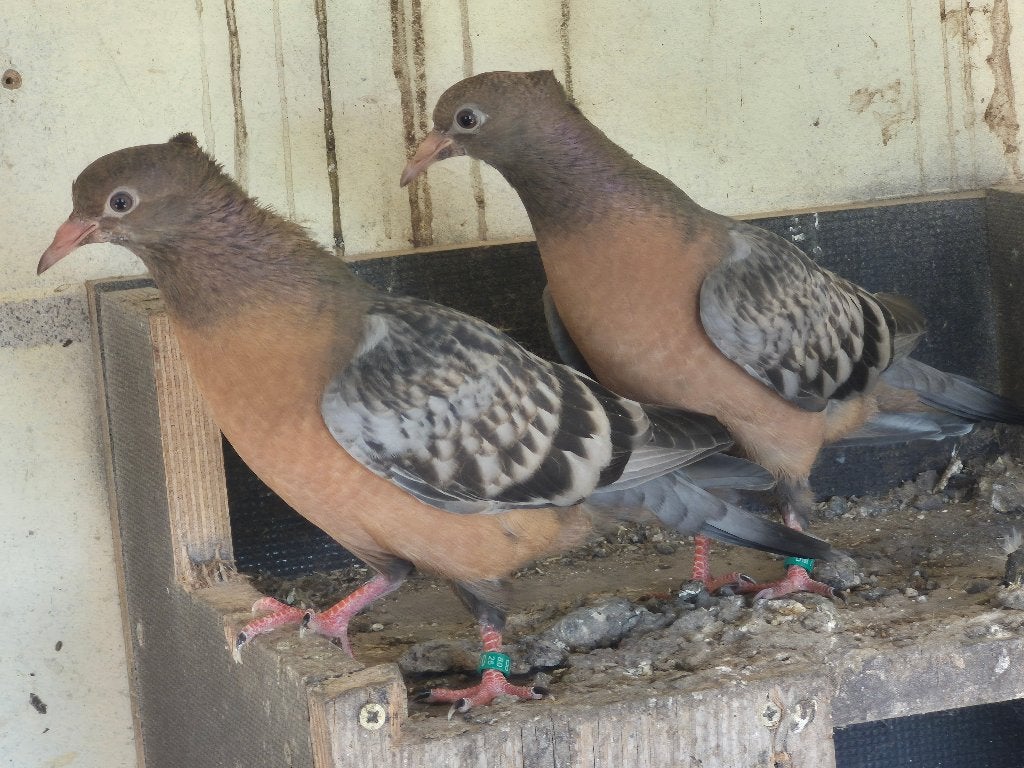 vinkduif, Animaux & Accessoires, Oiseaux | Pigeons, Plusieurs animaux, Autres espèces