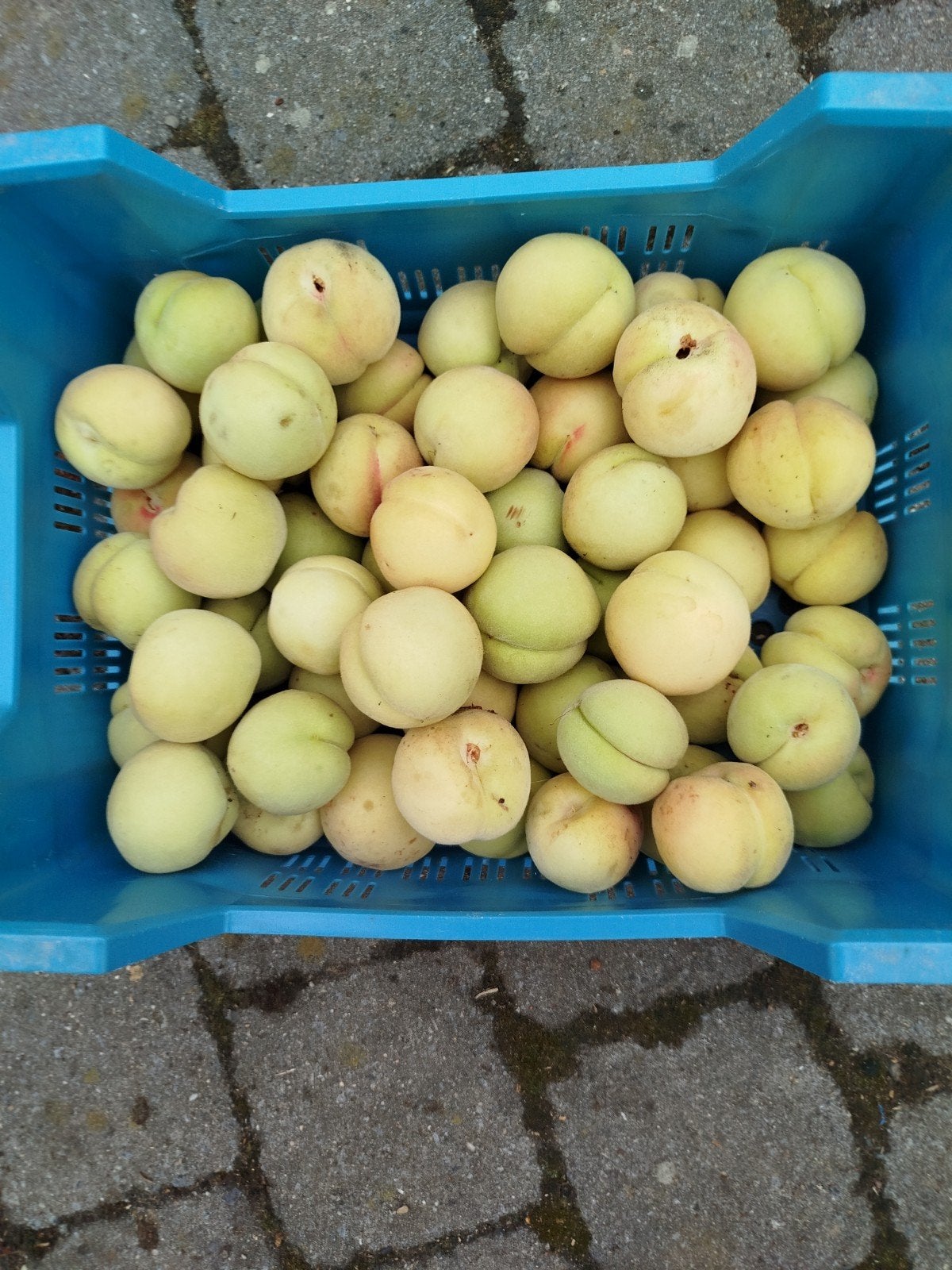 Pezieken vers geplukte, Tuin en Terras, Planten | Fruitbomen, Ophalen