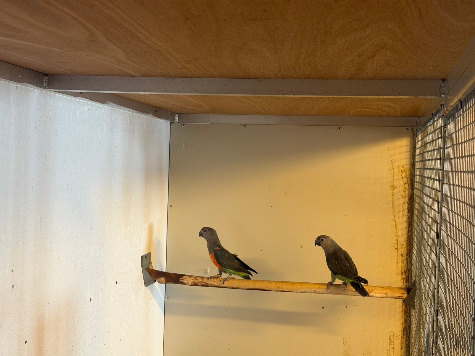 Koppel roodbuikpapegaaien onverwant, Animaux & Accessoires, Oiseaux | Oiseaux Autre, Plusieurs animaux, Bagué