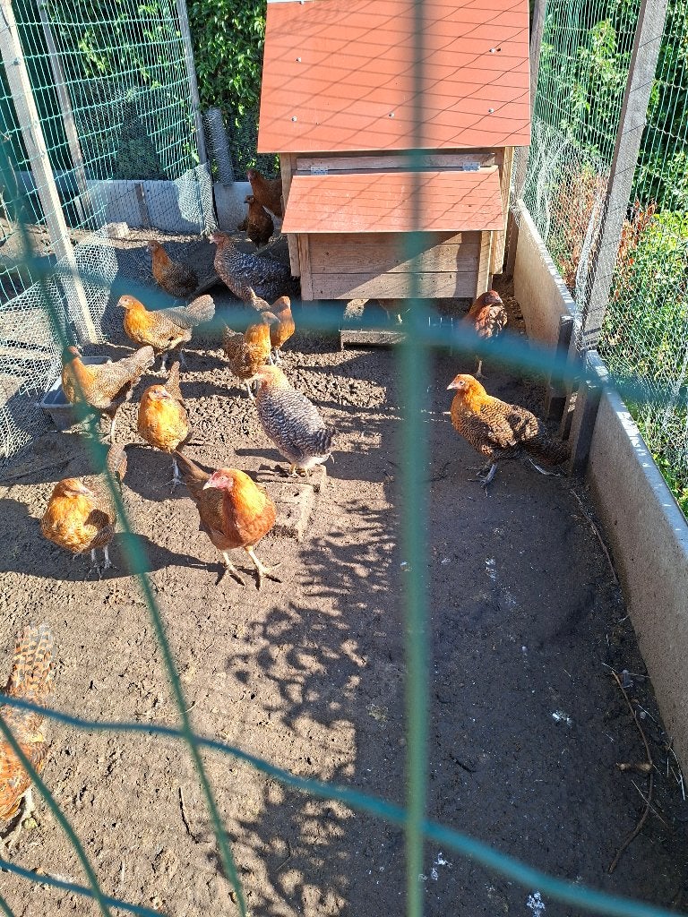 Jonge raskippen, Dieren en Toebehoren, Pluimvee, Vrouwelijk, Kip